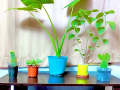 SNM2025-concurso-fotografico-71-plantas-en-secuencia-thomas-radonich-veronica-provoste-araneda
